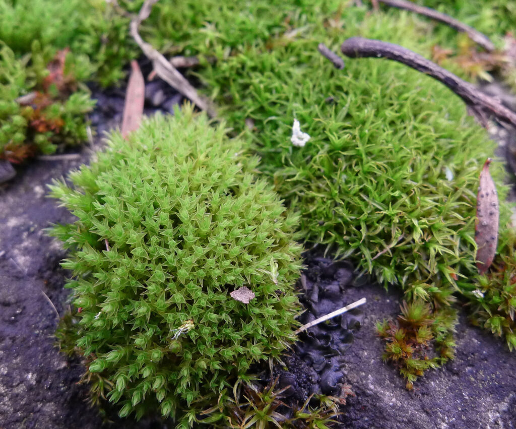 Didymodon luridus - British Bryological Society