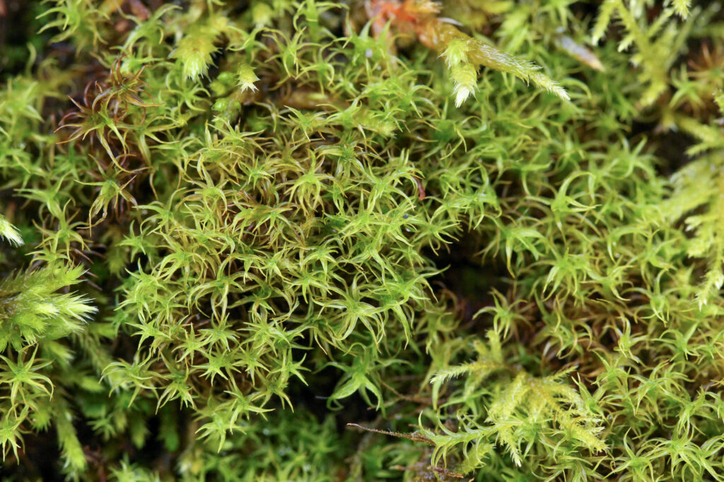 Didymodon insulanus - British Bryological Society