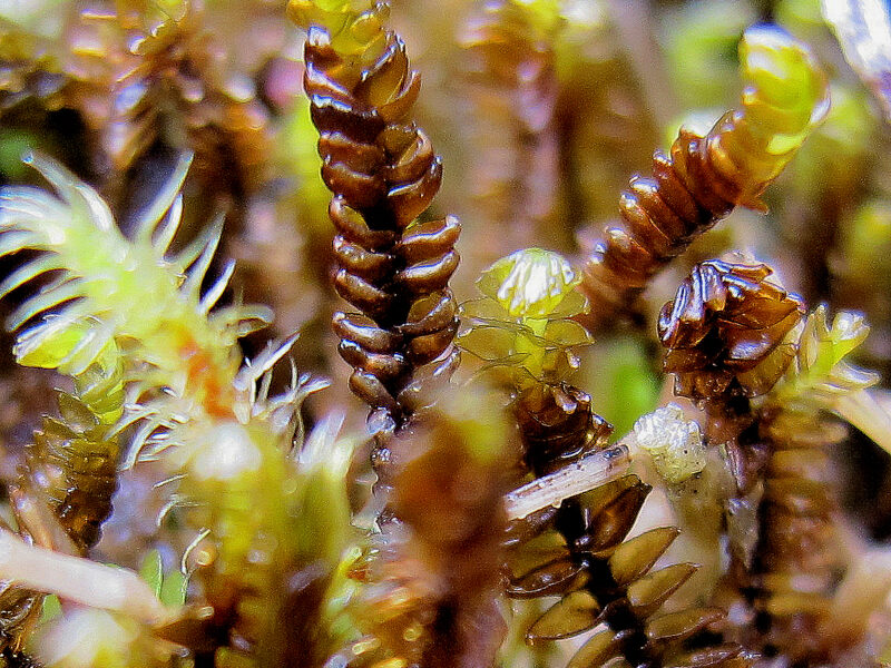 https://www.britishbryologicalsociety.org.uk/learning/species-finder/anastrophyllum-alpinum/