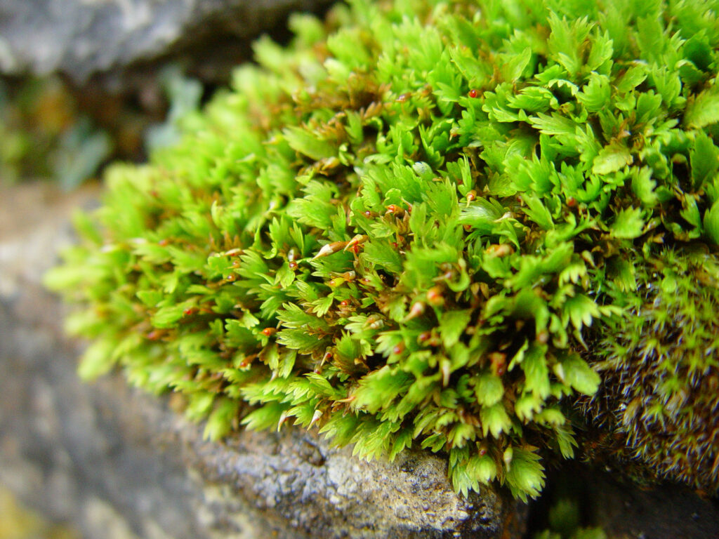 Fissidens dubius - British Bryological Society