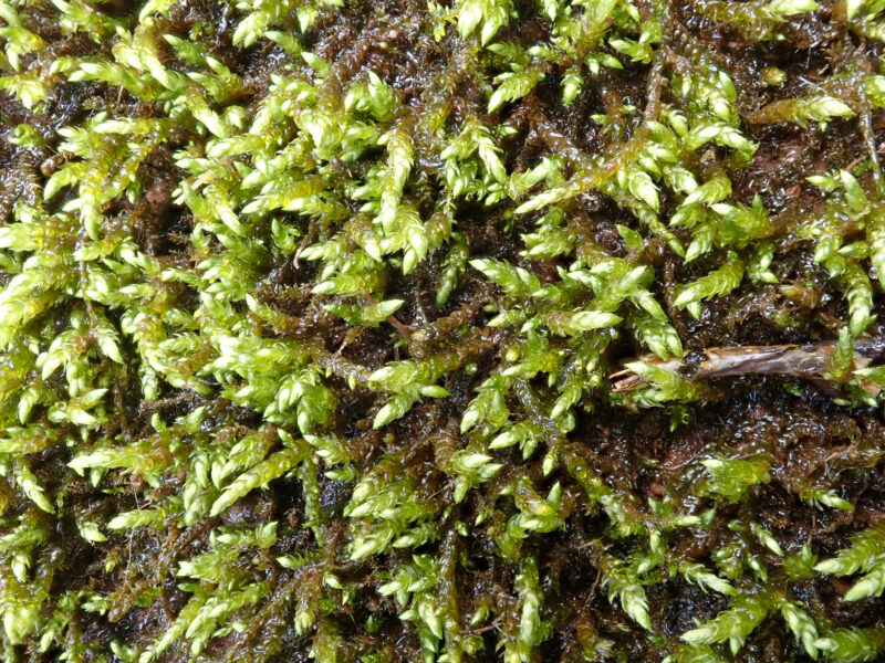 Brachythecium rivulare - British Bryological Society