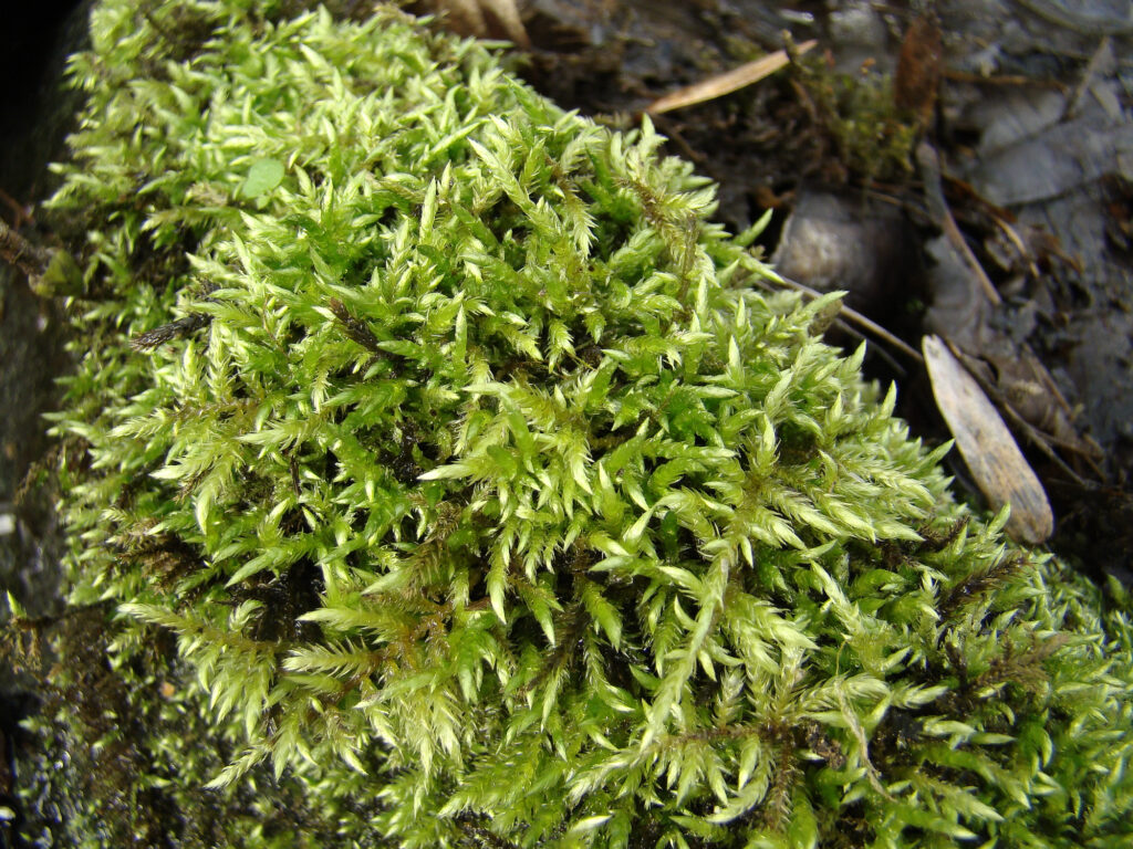 Brachythecium Rivulare - British Bryological Society