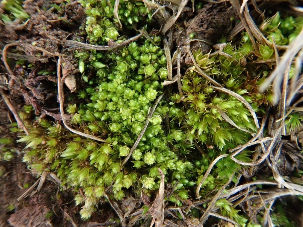 Bryum dichotomum - British Bryological Society