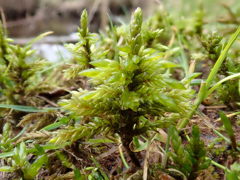 Climacium dendroides - British Bryological Society