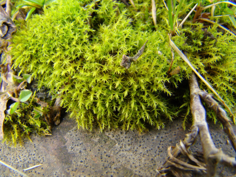 Didymodon tomaculosus - British Bryological Society