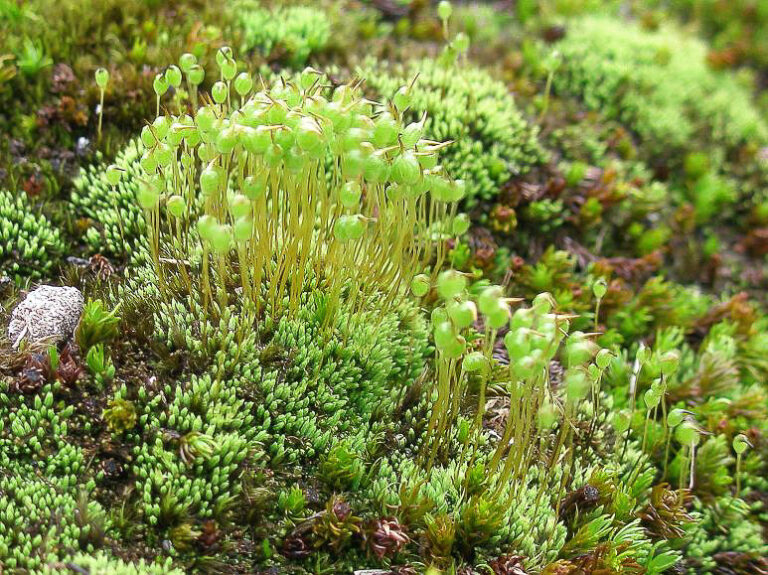 Snowbed habitats - British Bryological Society