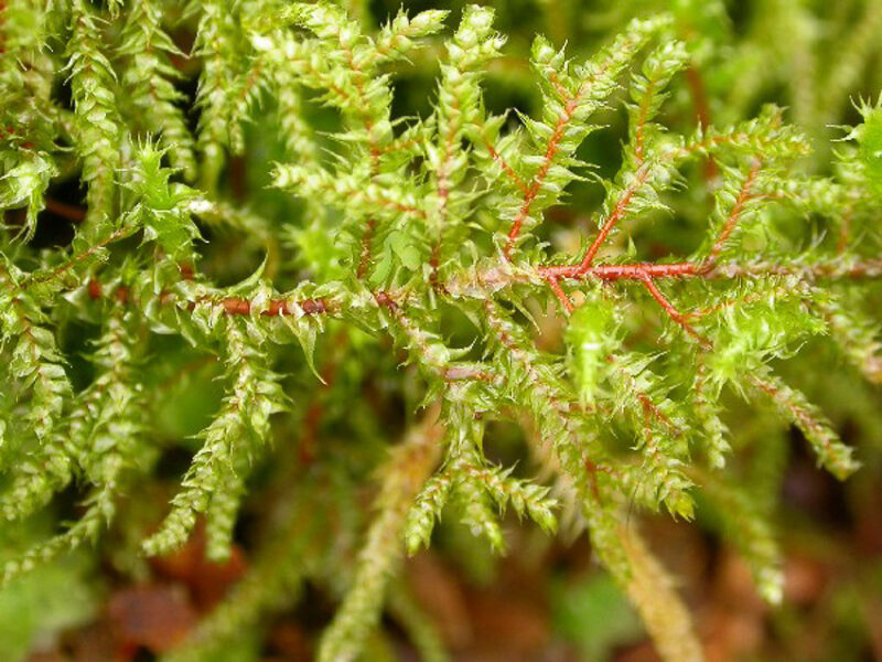 Rhytidiadelphus subpinnatus - British Bryological Society