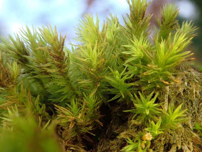 pulvigera-lyellii-british-bryological-society