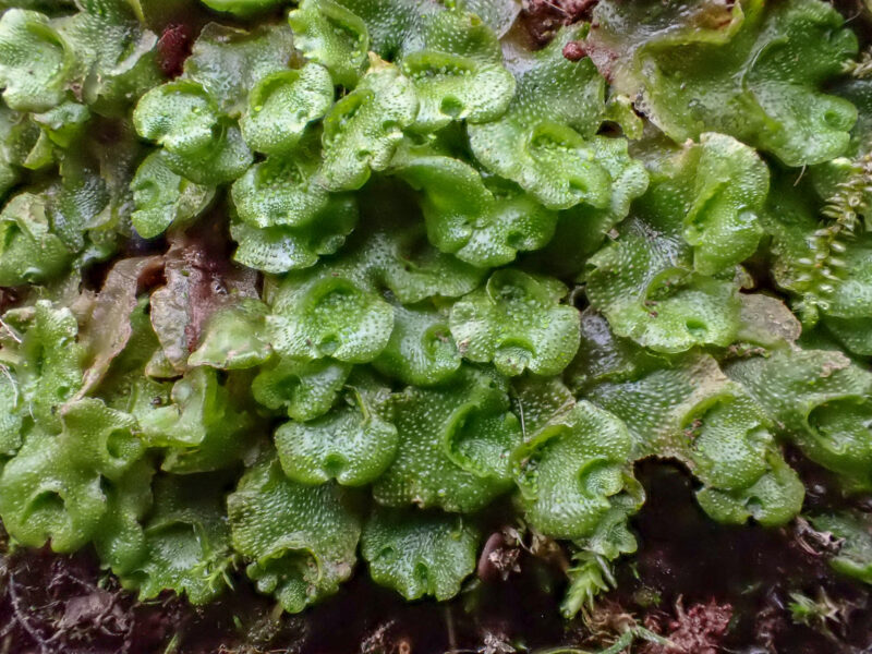 Lunularia cruciata - British Bryological Society