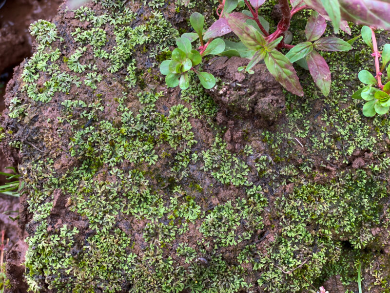 https://www.britishbryologicalsociety.org.uk/learning/species-finder/riccia-huebeneriana/