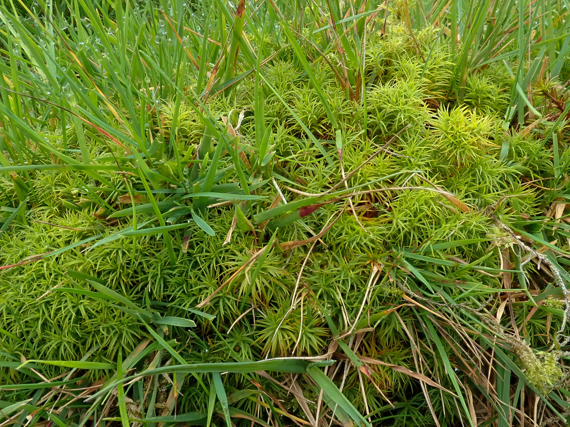 Polytrichastrum alpinum - British Bryological Society