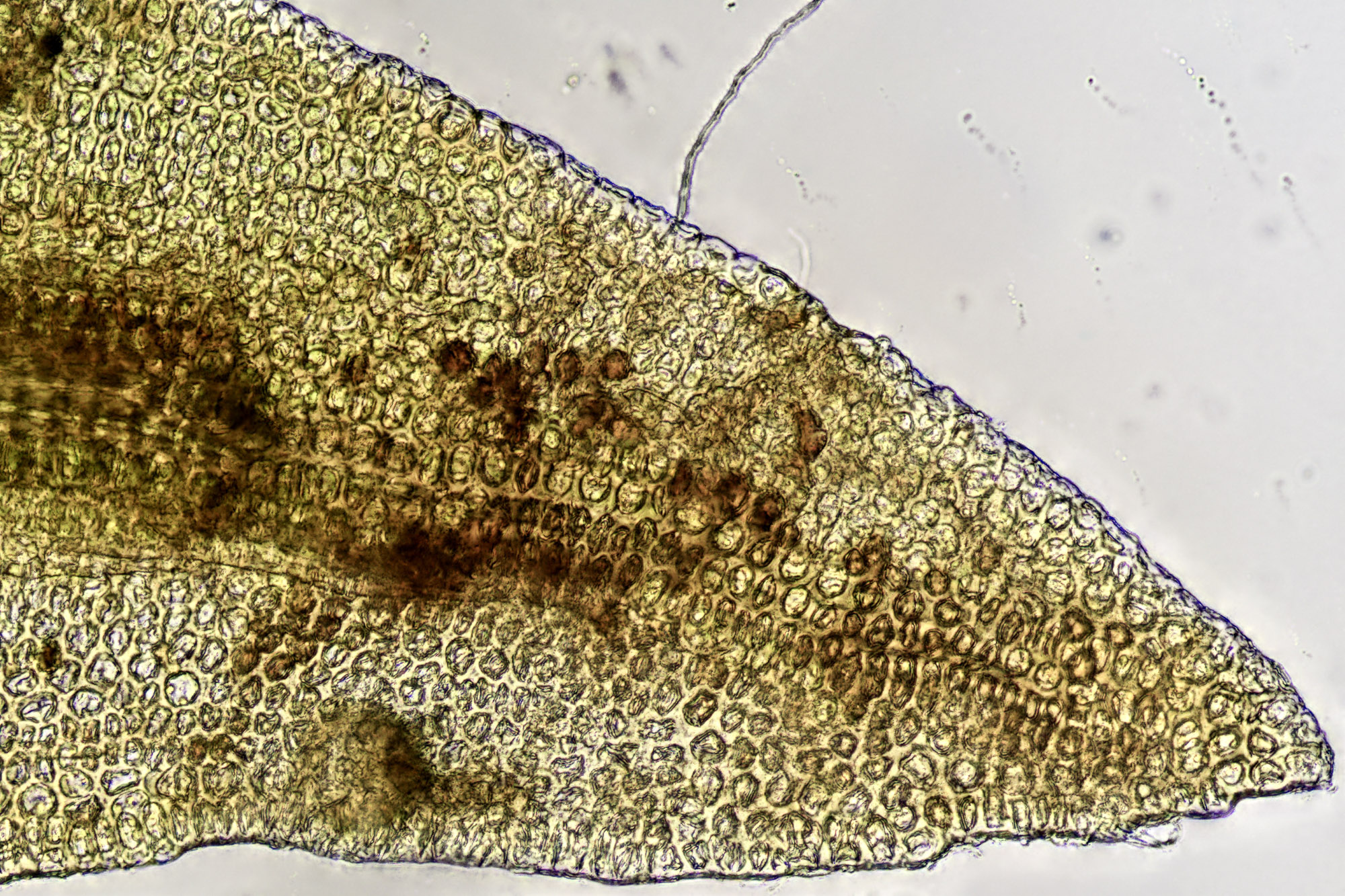 https://www.britishbryologicalsociety.org.uk/learning/species-finder/schistidium-platyphyllum/