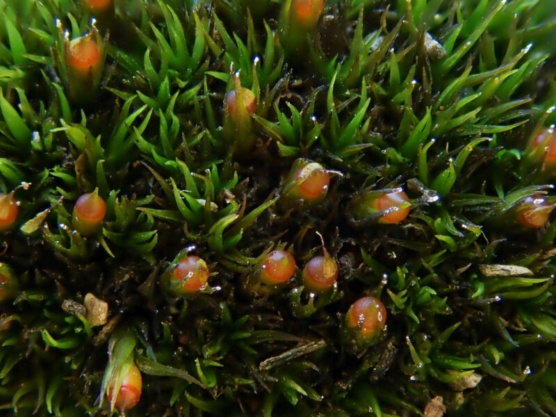 https://www.britishbryologicalsociety.org.uk/learning/species-finder/schistidium-maritimum/