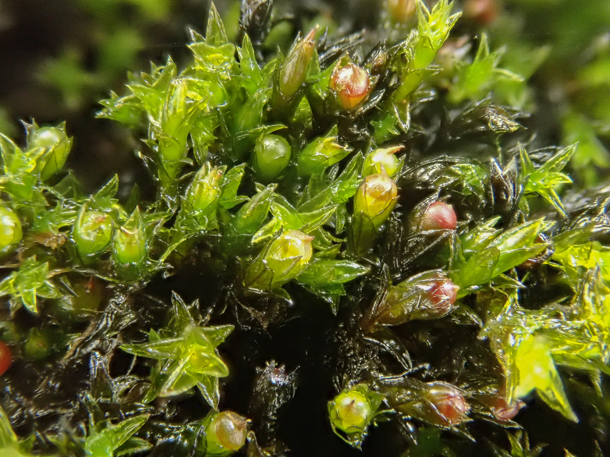 https://www.britishbryologicalsociety.org.uk/learning/species-finder/schistidium-platyphyllum/