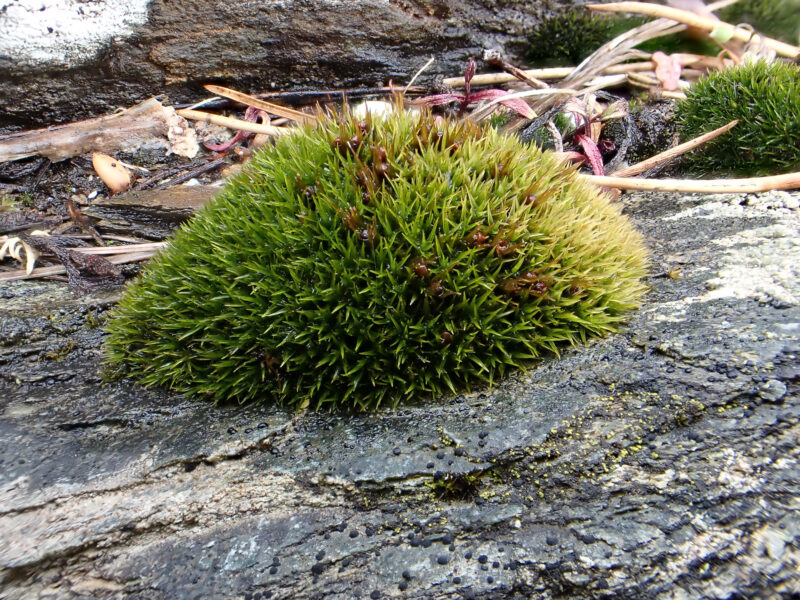 https://www.britishbryologicalsociety.org.uk/learning/species-finder/schistidium-maritimum/