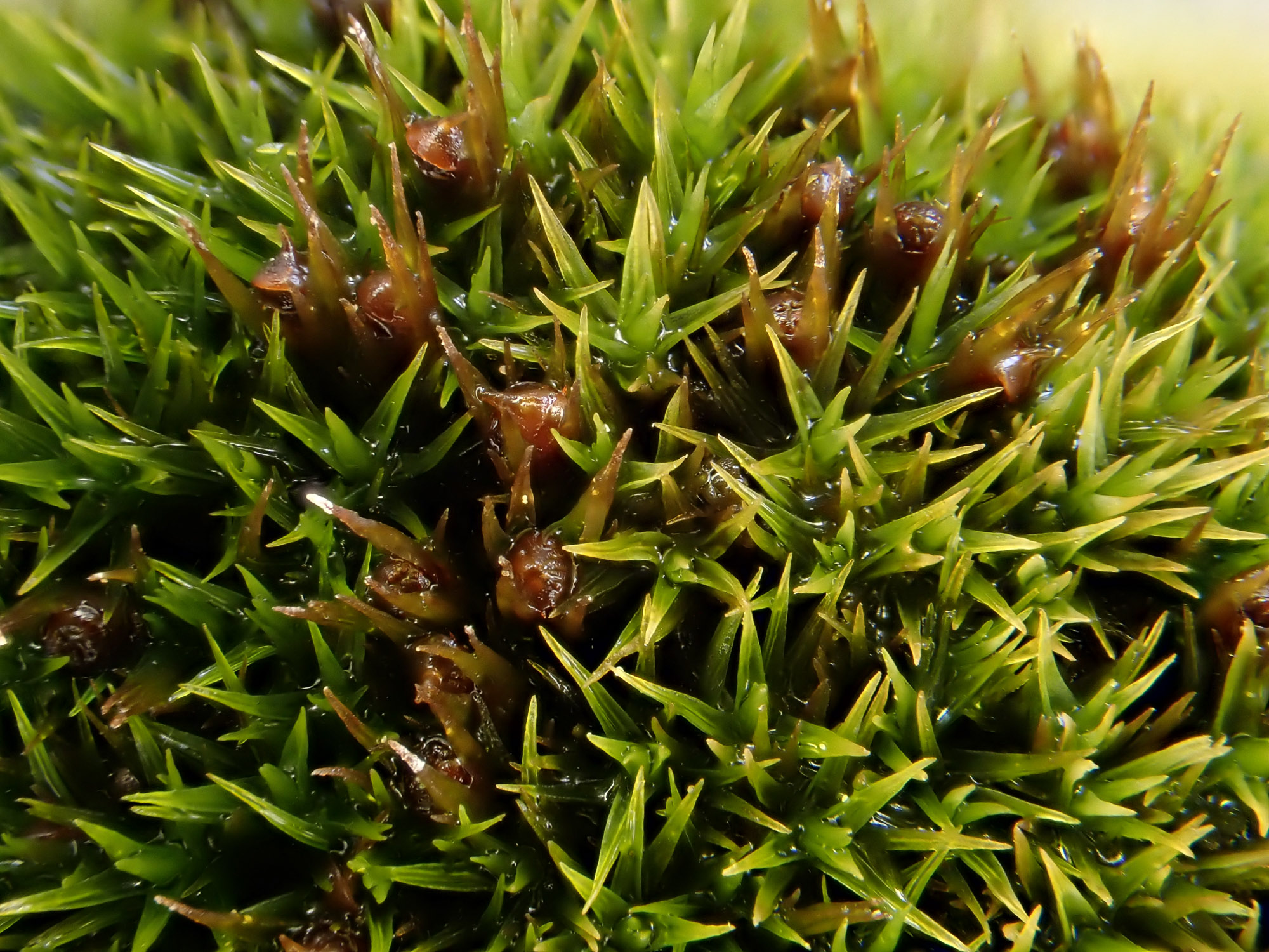 https://www.britishbryologicalsociety.org.uk/learning/species-finder/schistidium-maritimum/