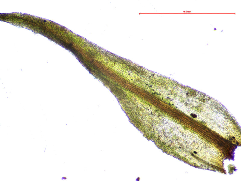 https://www.britishbryologicalsociety.org.uk/learning/species-finder/schistidium-maritimum/