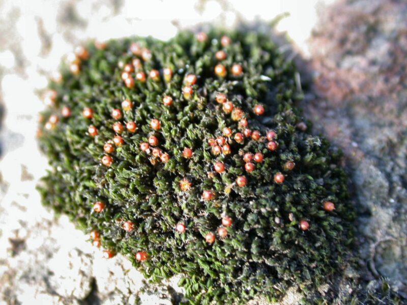 Schistidium confertum - British Bryological Society