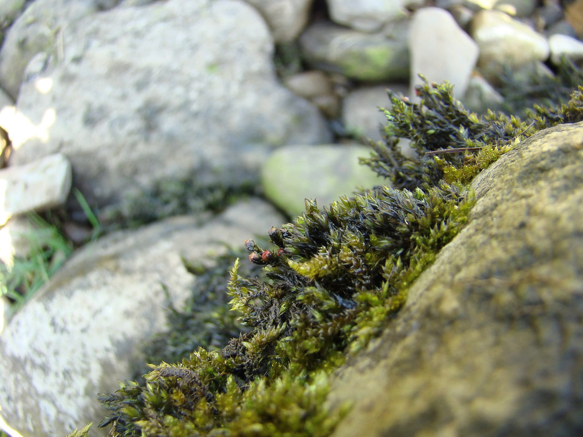 https://www.britishbryologicalsociety.org.uk/learning/species-finder/schistidium-platyphyllum/