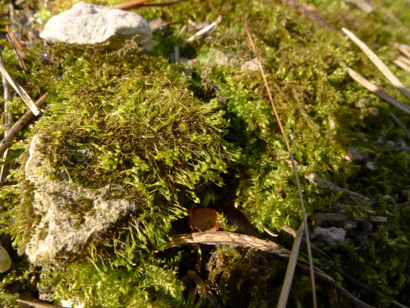 Seligeria calycina - British Bryological Society