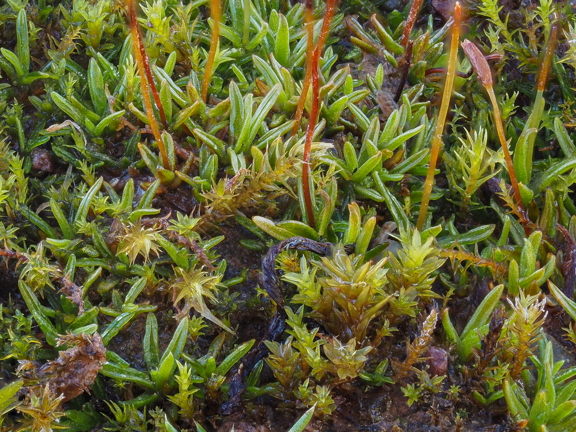 Aloina ambigua - British Bryological Society