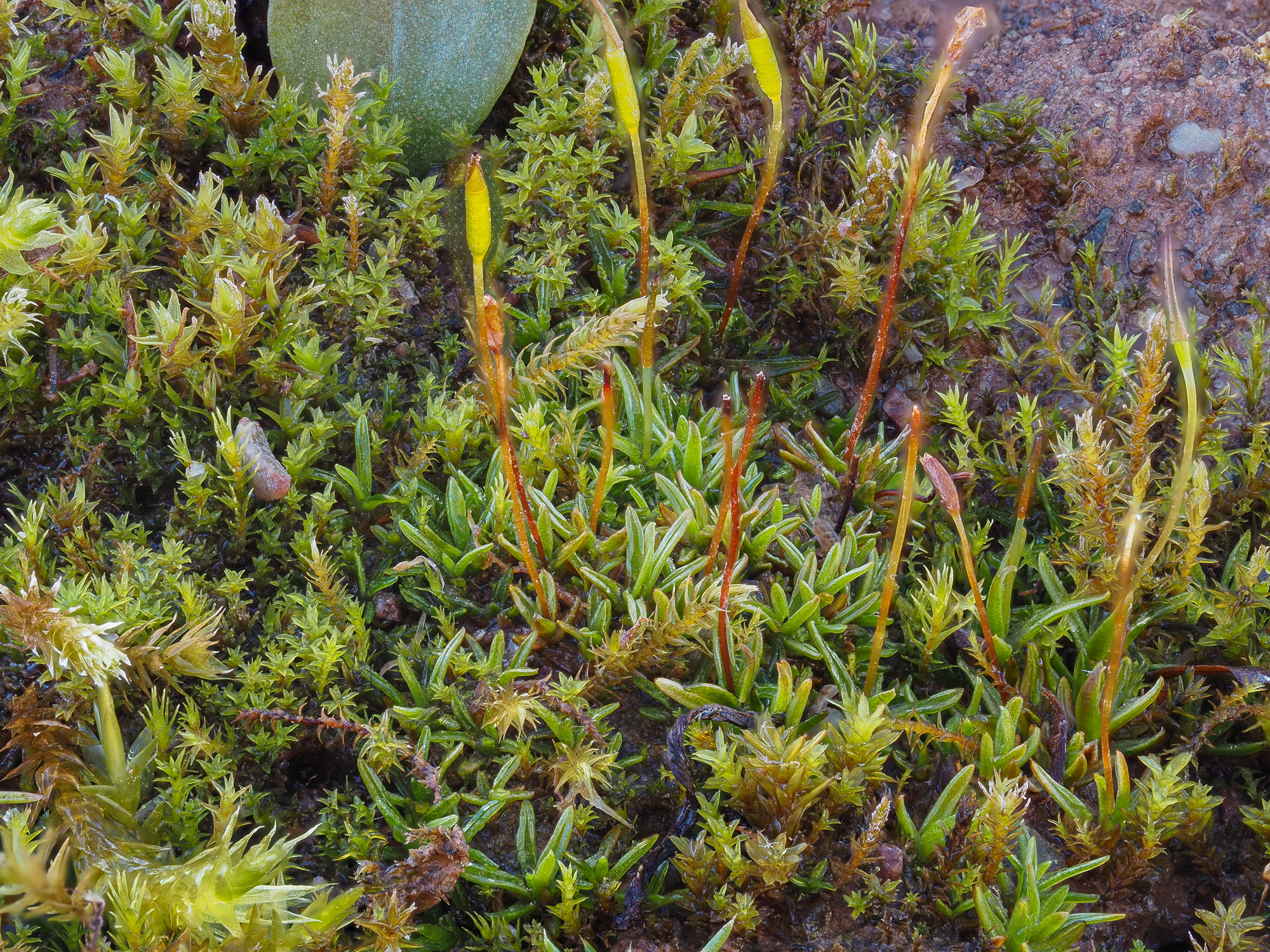 Aloina ambigua - British Bryological Society