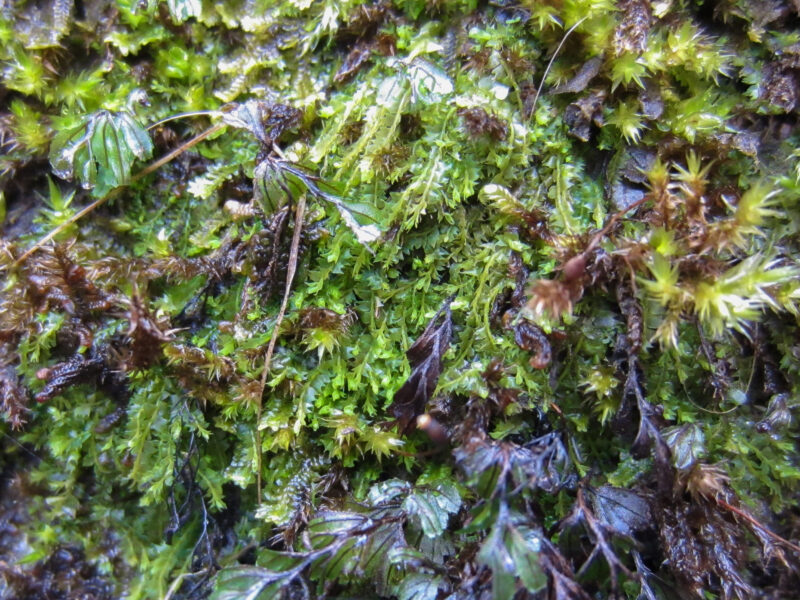 Temperate rainforest - British Bryological Society