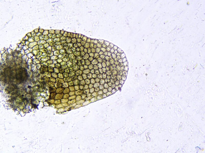 Southbya tophacea - British Bryological Society