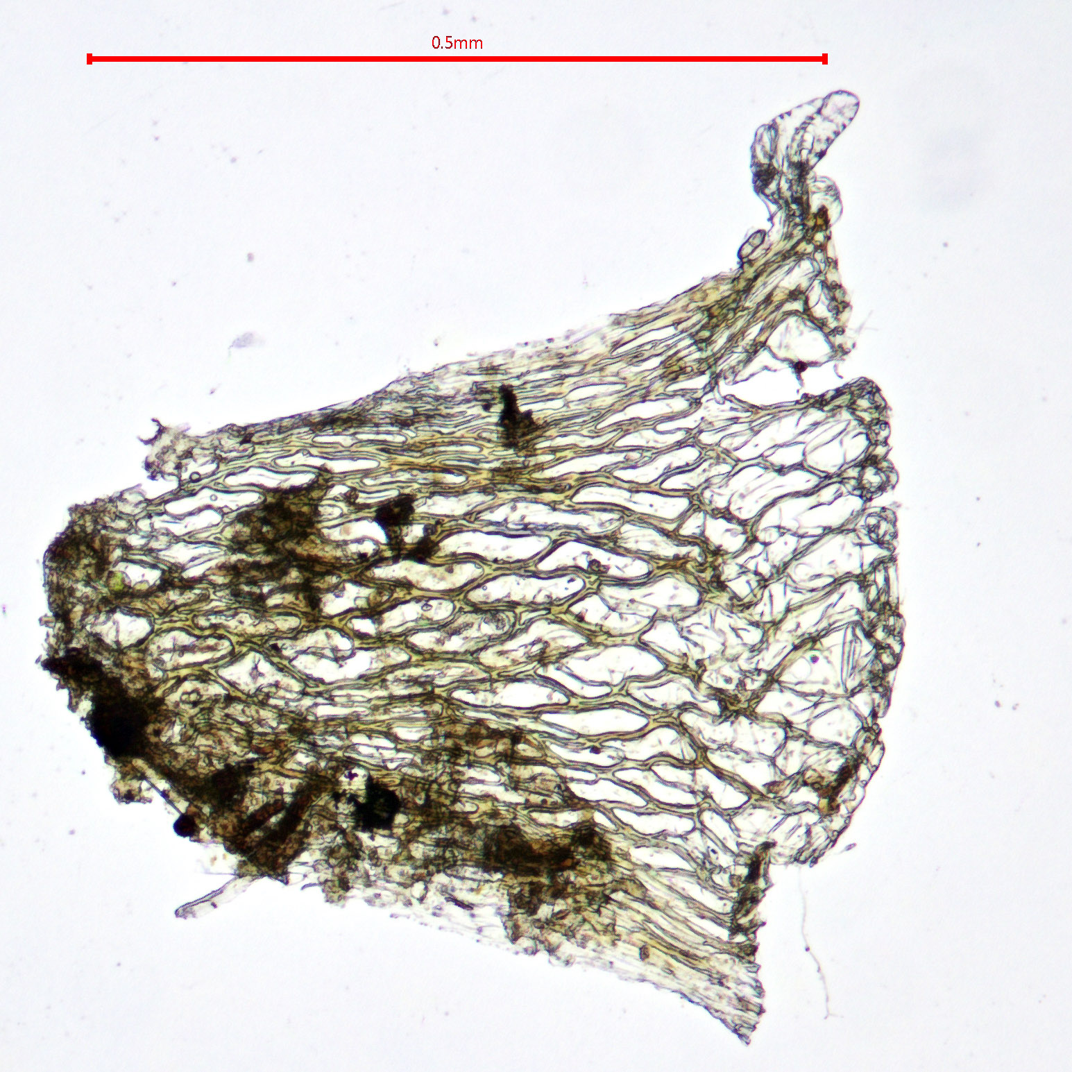 Sphagnum compactum - British Bryological Society